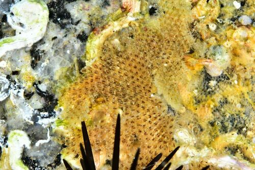 Beania magellanica - Photo (c) xavi salvador costa, some rights reserved (CC BY-NC)