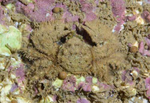 Hairy Porcelain Crab - Photo (c) oriol_d, all rights reserved