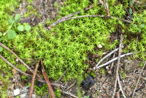 Side-fruited Crisp-Moss - Photo (c) mediambient_ajelprat, some rights reserved (CC BY-NC)