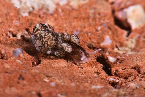 Calliopaea bellula - Photo (c) xavi salvador costa, some rights reserved (CC BY-NC)