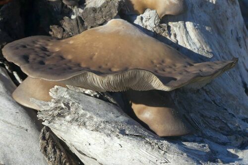 Oyster Mushroom - Photo (c) mediambient_ajelprat, some rights reserved (CC BY-NC)