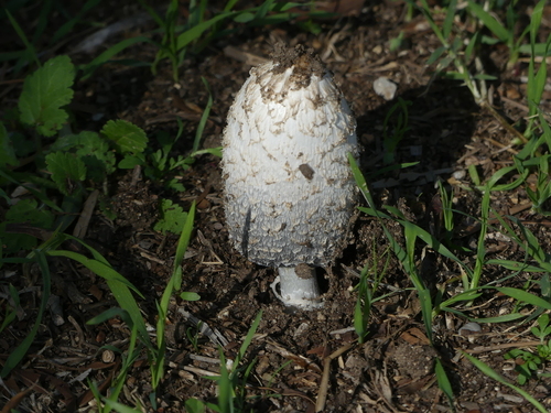 Inky Caps - Photo (c) mediambient_ajelprat, some rights reserved (CC BY-NC)