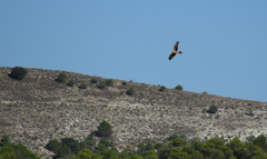 Montagu's Harrier - Photo (c) Cristina i Su, some rights reserved (CC BY-NC-SA), uploaded by Cristina i Su