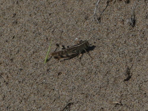 Mediterranean Splendid Grasshopper - Photo (c) mediambient_ajelprat, some rights reserved (CC BY-NC)