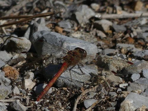 Common Darter - Photo (c) mediambient_ajelprat, some rights reserved (CC BY-NC)