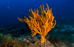 Common Antler Sponge - Photo (c) jmturon, some rights reserved (CC BY-NC)