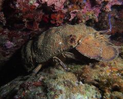 Mediterranean Slipper Lobster - Photo (c) xavi salvador costa, some rights reserved (CC BY-NC)