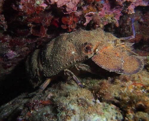 Mediterranean Slipper Lobster - Photo (c) xavi salvador costa, some rights reserved (CC BY-NC)