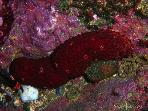 Variable Sea Cucumber - Photo (c) xavi salvador costa, some rights reserved (CC BY-NC)