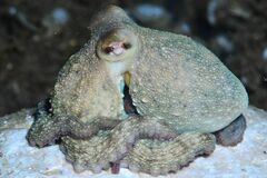 Common Octopus - Photo (c) xavi salvador costa, some rights reserved (CC BY-NC), uploaded by xavi salvador costa