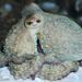 Common Octopus - Photo (c) xavi salvador costa, some rights reserved (CC BY-NC), uploaded by xavi salvador costa