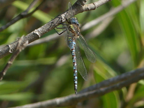 Migrant Hawker - Photo (c) mediambient_ajelprat, some rights reserved (CC BY-NC)