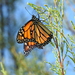 Monarch - Photo (c) mestralet, some rights reserved (CC BY-NC), uploaded by mestralet