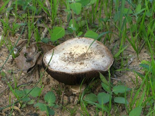 Pavement Mushroom - Photo (c) mediambient_ajelprat, some rights reserved (CC BY-NC)