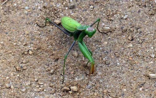 Mantis religiosa - Photo (c) mediambient_ajelprat, some rights reserved (CC BY-NC)