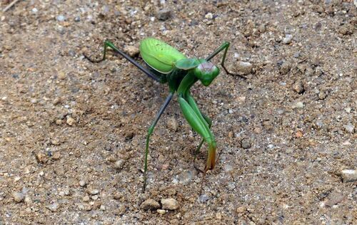 European Mantis - Photo (c) mediambient_ajelprat, some rights reserved (CC BY-NC)