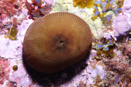 Actinia striata - Photo (c) oriol_d, all rights reserved