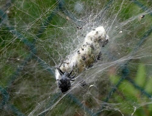 Tropical Tent-web Spider - Photo (c) mediambient_ajelprat, some rights reserved (CC BY-NC)