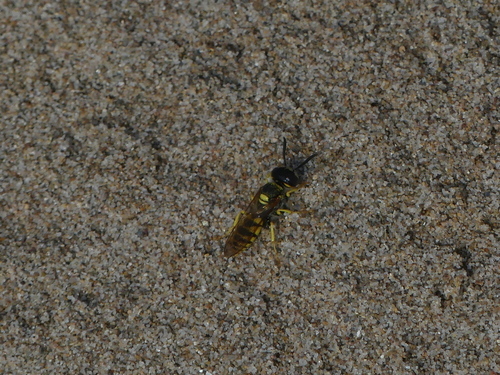 European Beewolf - Photo (c) mediambient_ajelprat, some rights reserved (CC BY-NC)