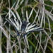 Scarce Swallowtail - Photo (c) egladona, some rights reserved (CC BY-NC), uploaded by egladona