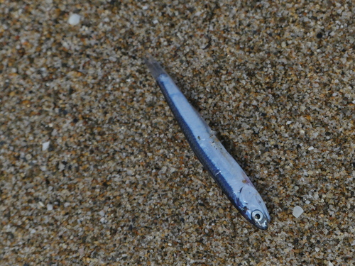 European Anchovy - Photo (c) mediambient_ajelprat, some rights reserved (CC BY-NC)