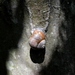 Roman Snail - Photo (c) egladona, some rights reserved (CC BY-NC), uploaded by egladona
