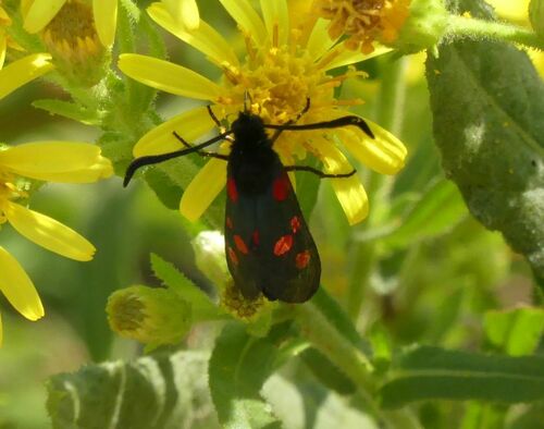 Zygaena trifolii - Photo (c) mediambient_ajelprat, some rights reserved (CC BY-NC)