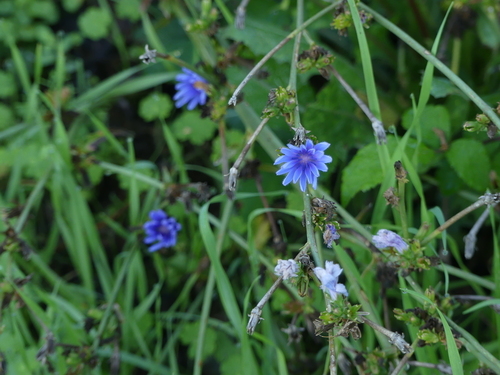 Chicory - Photo (c) mediambient_ajelprat, some rights reserved (CC BY-NC)