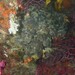 Cacospongia mollior - Photo (c) Miquel Pontes, some rights reserved (CC BY-NC-SA), uploaded by Miquel Pontes