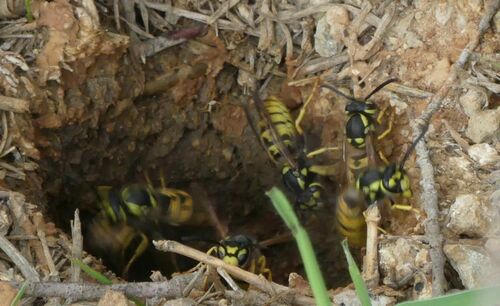 Hornets - Photo (c) mediambient_ajelprat, some rights reserved (CC BY-NC)