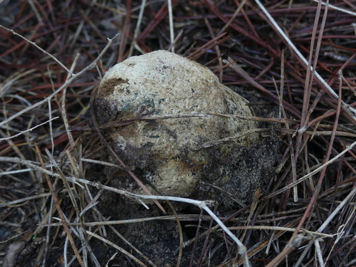 Dyeball - Photo (c) mediambient_ajelprat, some rights reserved (CC BY-NC)