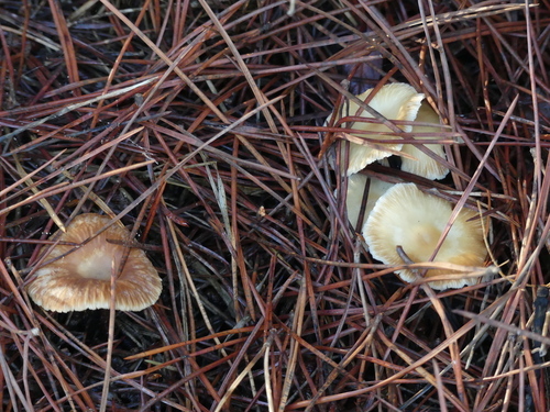 Micromphale brassicolens brassicolens - Photo (c) mediambient_ajelprat, some rights reserved (CC BY-NC)