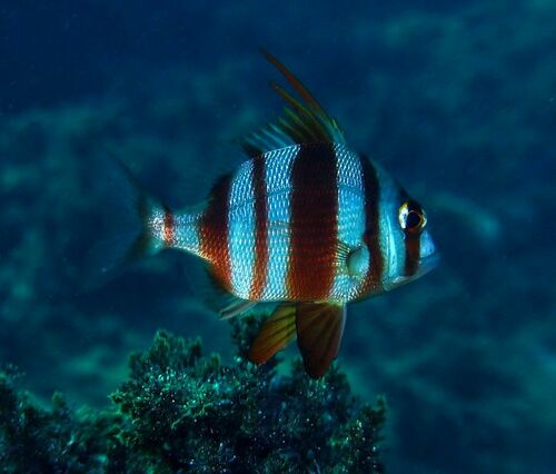 Red-banded Seabream - Photo (c) xavi salvador costa, some rights reserved (CC BY-NC)