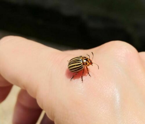 Leaf Beetles - Photo (c) mediambient_ajelprat, some rights reserved (CC BY-NC)