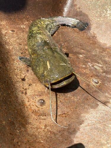 Wels Catfish - Photo (c) mediambient_ajelprat, some rights reserved (CC BY-NC)