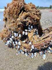 Pelagic Gooseneck Barnacle - Photo (c) mediambient_ajelprat, some rights reserved (CC BY-NC)