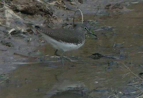 Green Sandpiper - Photo (c) mediambient_ajelprat, some rights reserved (CC BY-NC)