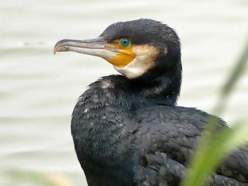 Phalacrocorax carbo - Photo (c) mediambient_ajelprat, some rights reserved (CC BY-NC)
