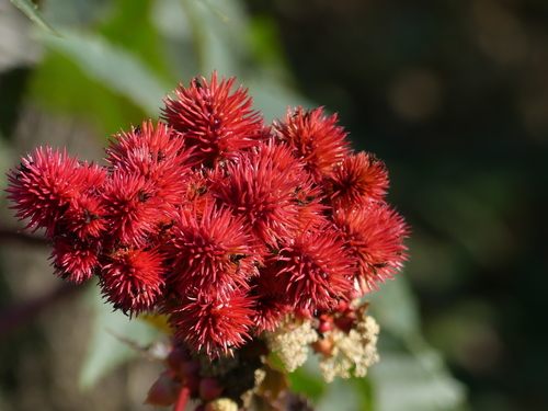 Castor Bean - Photo (c) mediambient_ajelprat, some rights reserved (CC BY-NC)