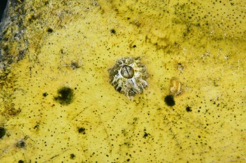 Montagu's Stellate Barnacle - Photo (c) xavi salvador costa, some rights reserved (CC BY-NC)