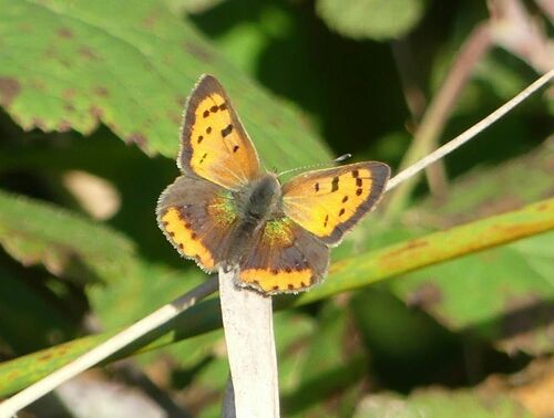 Small Copper - Photo (c) mediambient_ajelprat, some rights reserved (CC BY-NC)