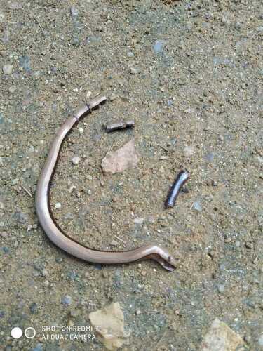 Common Slowworm - Photo (c) mediambient_ajelprat, some rights reserved (CC BY-NC)
