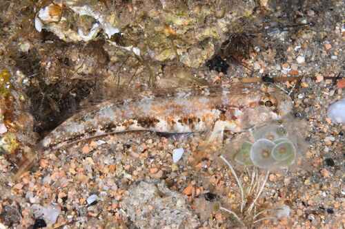 Roule's Goby - Photo (c) xavi salvador costa, some rights reserved (CC BY-NC)