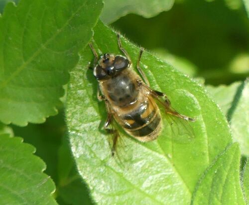 Eristalis - Photo (c) mediambient_ajelprat, some rights reserved (CC BY-NC)