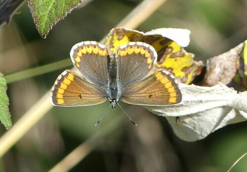Southern Brown Argus - Photo (c) mediambient_ajelprat, some rights reserved (CC BY-NC)