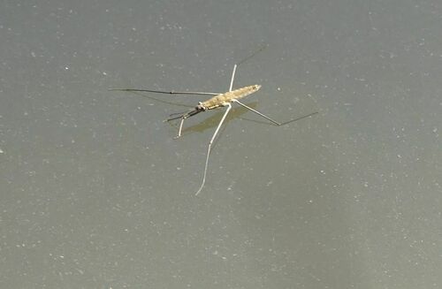 Water Striders - Photo (c) mediambient_ajelprat, some rights reserved (CC BY-NC)