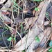 Iberian Painted Frog - Photo (c) Giada Mascotto, some rights reserved (CC BY-NC), uploaded by Giada Mascotto