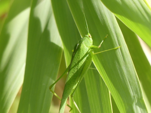 Mediterranean Katydid - Photo (c) mediambient_ajelprat, some rights reserved (CC BY-NC)
