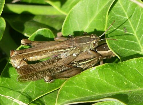 Lamenting Grasshopper - Photo (c) mediambient_ajelprat, some rights reserved (CC BY-NC)