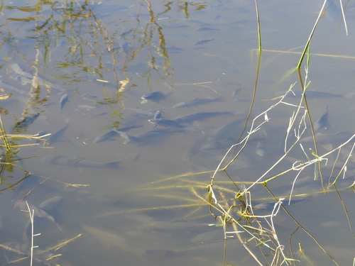 European Carp - Photo (c) mediambient_ajelprat, some rights reserved (CC BY-NC)